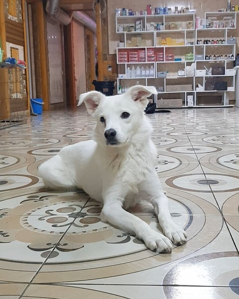 Julia ❤️ eine Kämpferin sucht ihr Zuhause