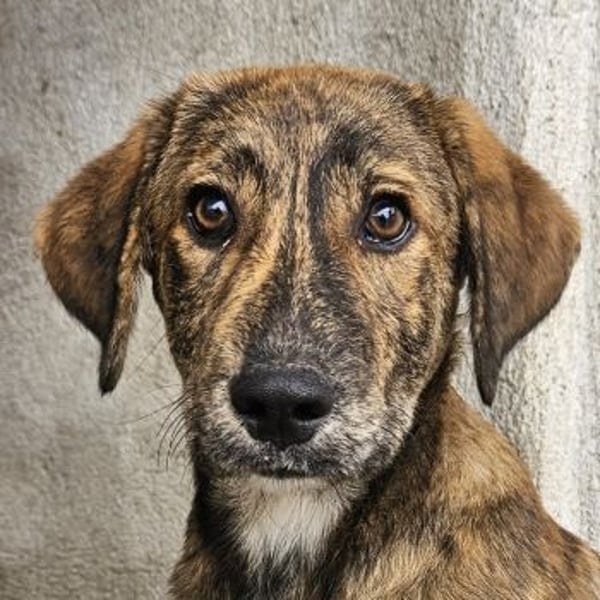 Fiyero, geb. ca. 07/2025, lebt in GRIECHENLAND, im städt. Tierheim Serres