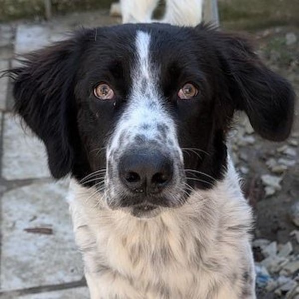 Silas, geb. ca.10/2024, lebt in GRIECHENLAND, auf einem Gelände, auf dem die Hunde notdürftig versor