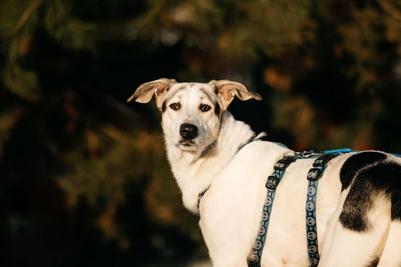 Freundliche Bimka sucht ihre Menschen