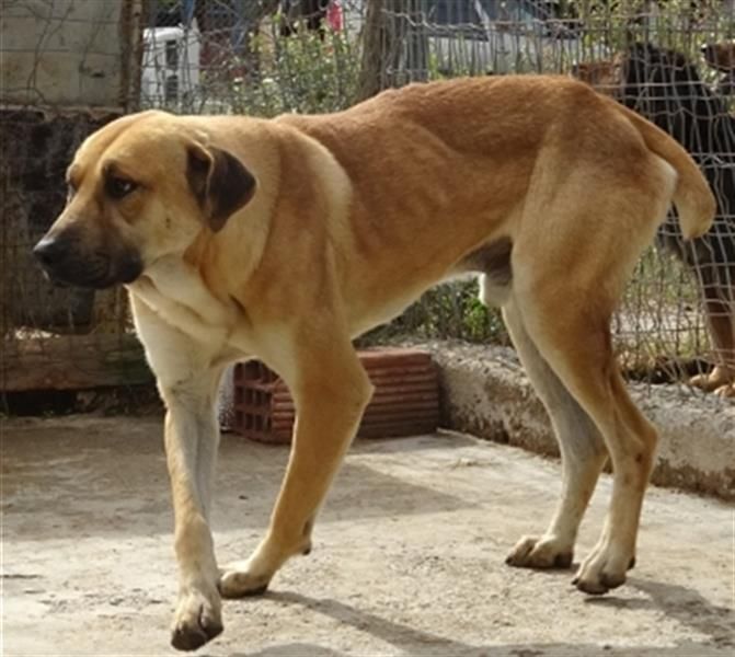 Zurückhaltender Erny sucht Familienanschluss