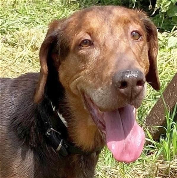 Sanfte Lizoula - Herzenshund mit trauriger Vergangenheit sucht warmes Plätzchen