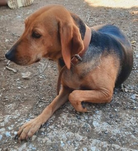 Sanfte Ada - sehr verträgliche Hündin