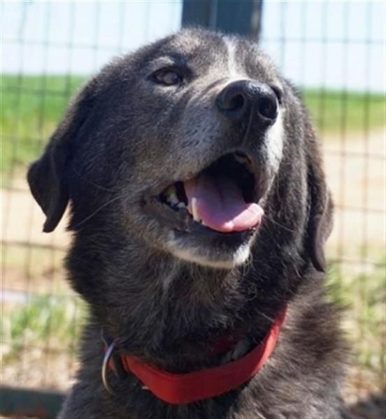 Vital - eine sanfte Seele wartet auf sein Glück