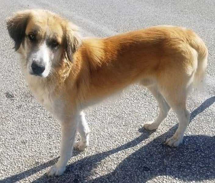 Manolo - ein Rohdiamant auf der Suche nach seinem Zuhause