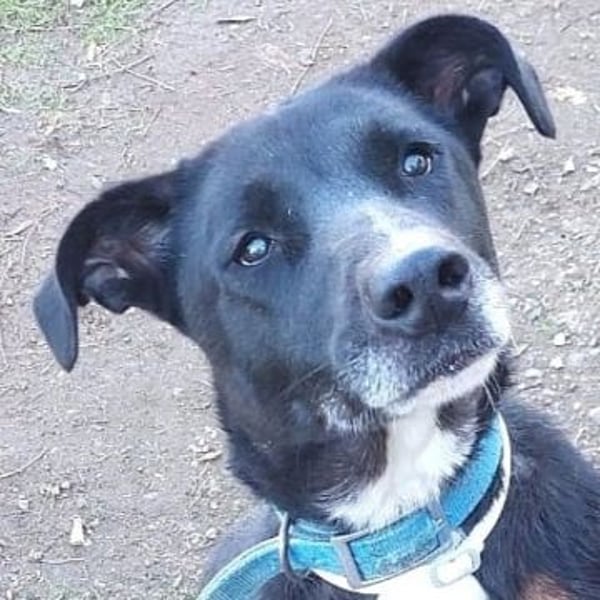 Sanfte Remy - liebt die Menschen