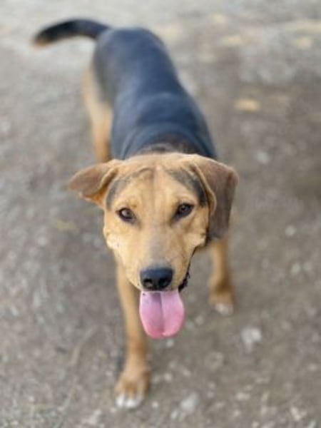 Kitsos - liebevoller Rüde sucht sein Glück