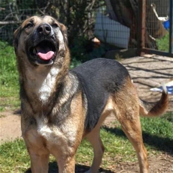 Malena - ein Herz auf vier Pfoten sucht ein Zuhause