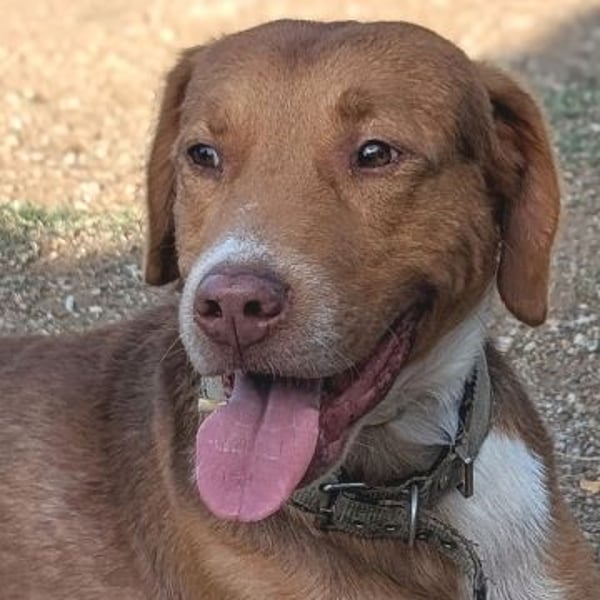 Nello - kleiner Kämpfer mit großem Herz sucht sein Glück