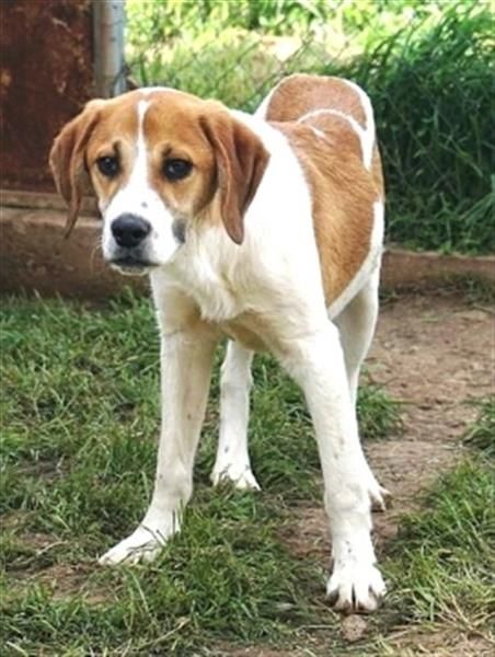 Freundlicher Lony - auf der Suche nach seinem Zuhause