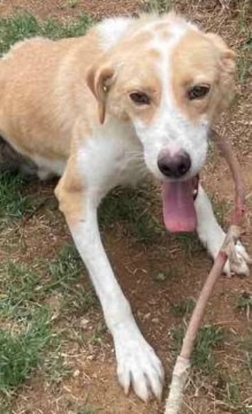 Freundlicher Frankie sucht seine Familie