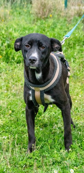 Beatriz - eine sanfte junge Hündin