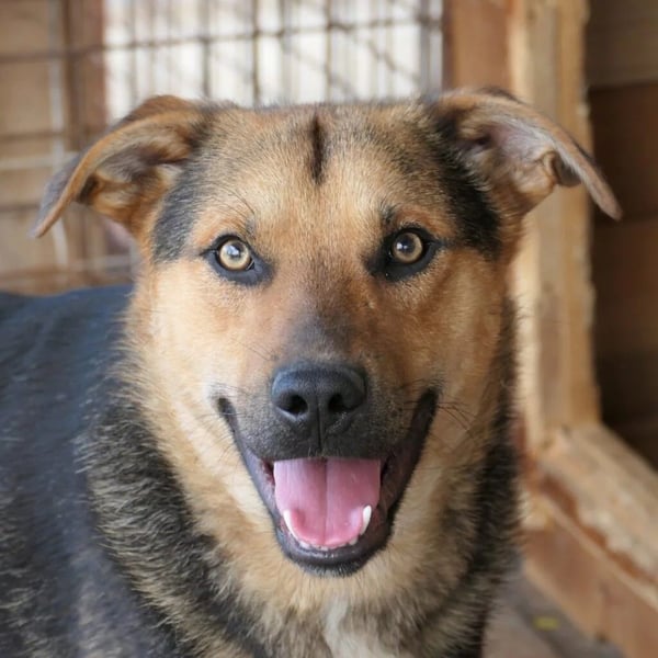 IKE - liebenswerter Junghund sucht seine Menschen