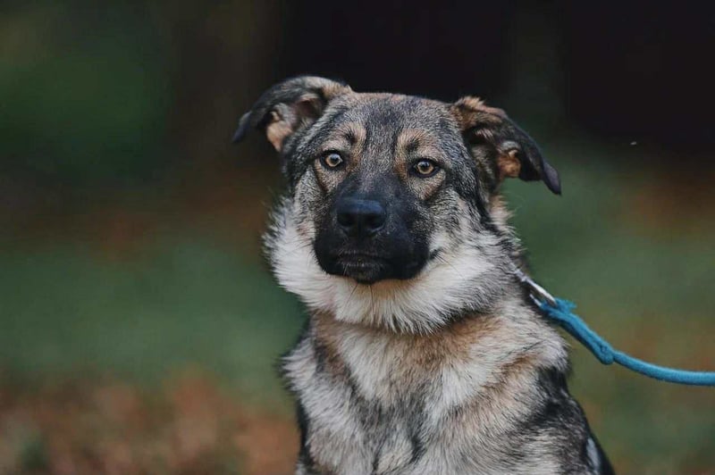 Sanfte Santa sucht warmes Körbchen