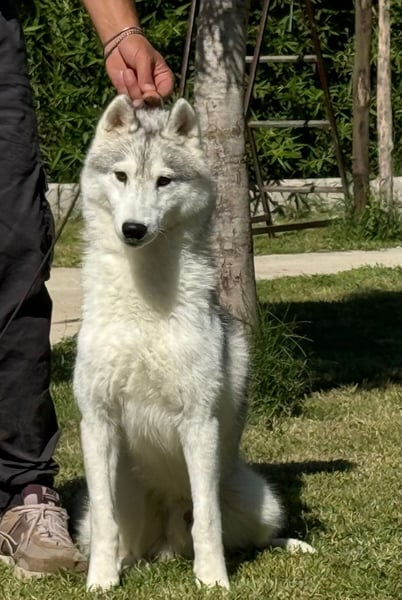 Husky