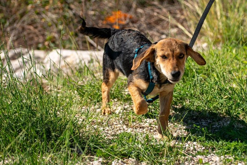 Senta möchte eure Familienhündin werden