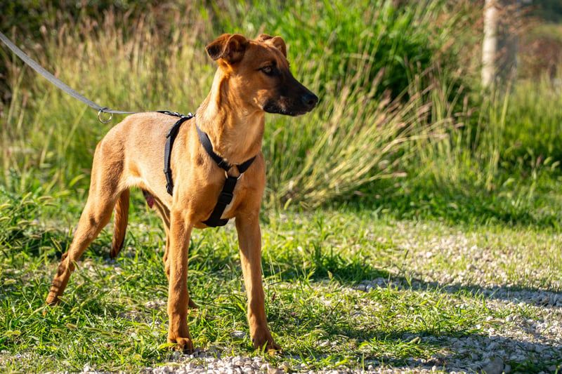 Joschi – ein Freund fürs Leben