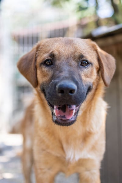 TUX - menschenbezogener & liebenswerter Hundejunge sucht seine Familie