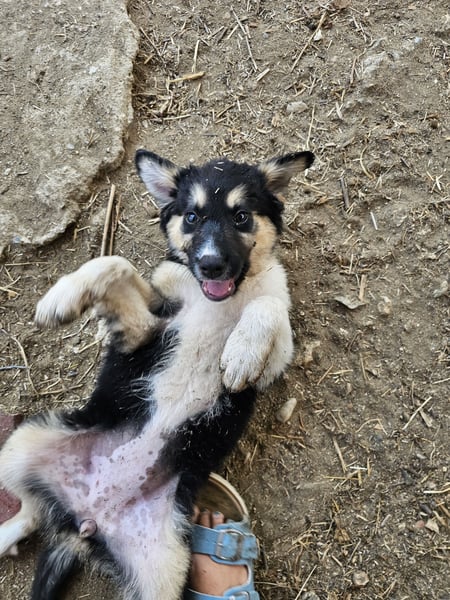 Hund Hündin Welpe Tierschutz Flora