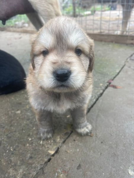 Wer möchte Cookie die Welt zeigen?