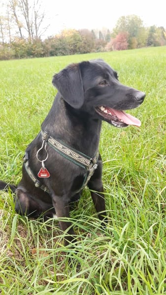 Toffee sucht ein neues Zuhause