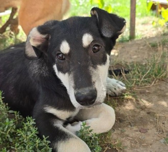 Fröhlicher Junghund Caspar sucht seine Menschen