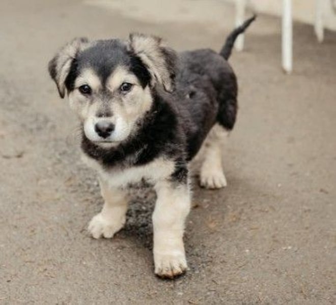 TONI - zauberhaftes Welpenmädchen sucht liebevolle Familie
