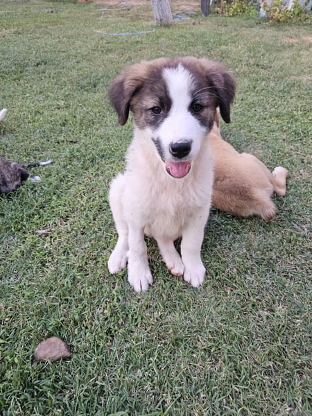 Hund Hündin Welpe Tierschutz Sari