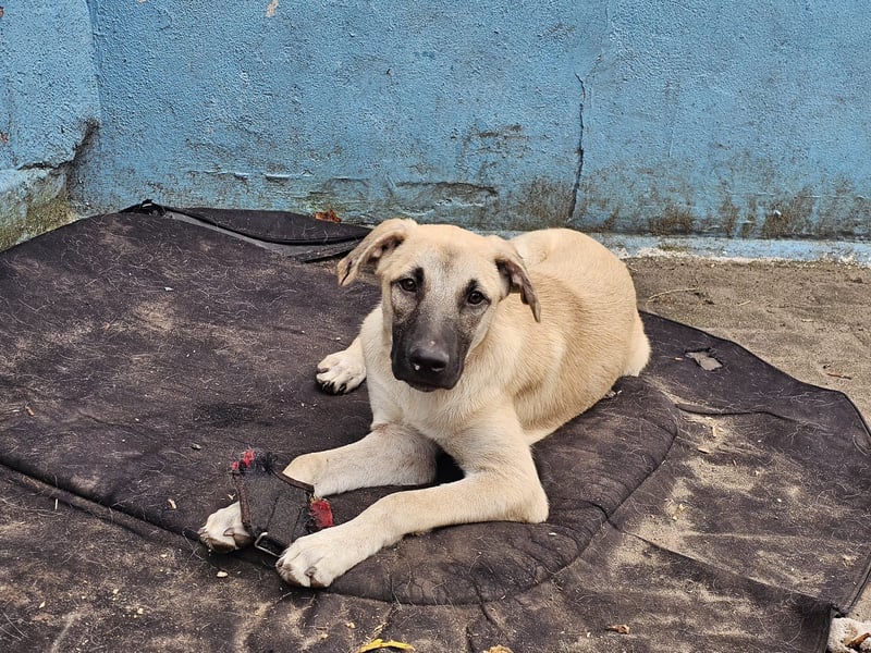 Hund Rüde Tierschutz Otis