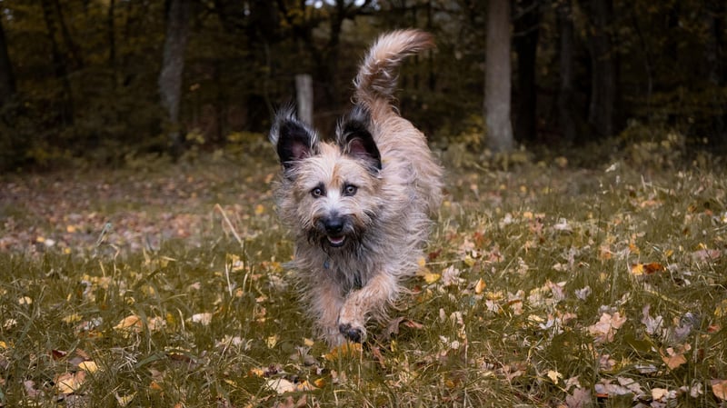 Fritz