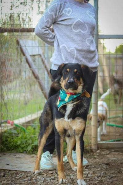 Tsida: Liebevoller, menschenbezogener Rüde sucht Zuhause