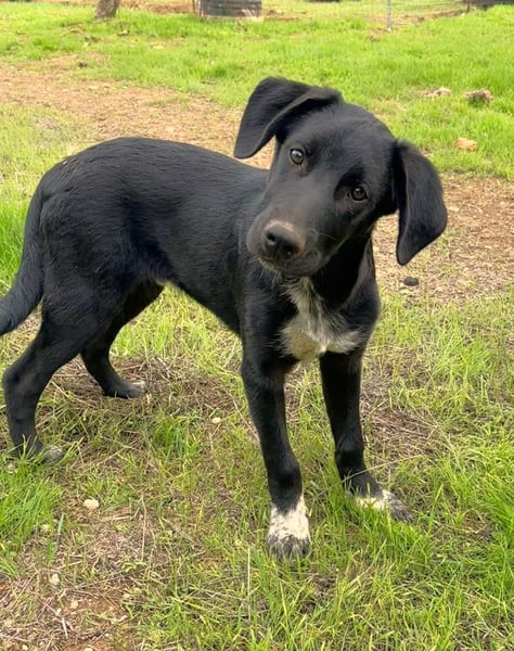 süßer Benno wünscht sich Zuhause