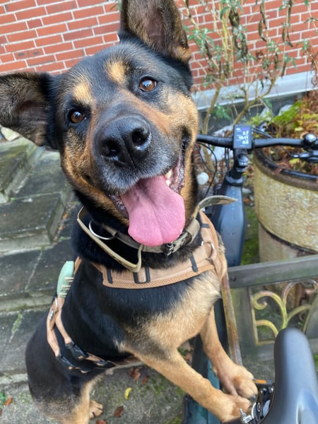 MELLOW - wunderschöne Hündin sucht konsequentes Zuhause