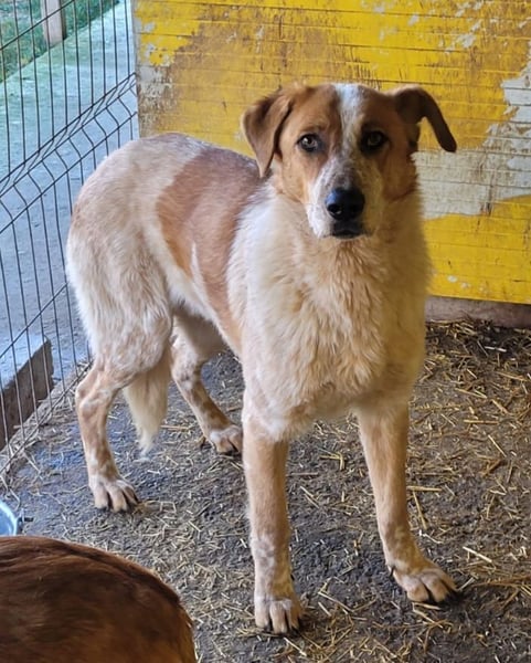 Gerry, Rüde, *ca. 27.07.2024, SH groß, ängstlich, unsicher, ruhig, neugierig