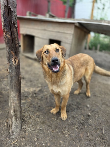 Gero, Rüden, *ca. 27.02.2022, SH groß, im ersten Moment unsicher, verschmust, freundlich, sozial
