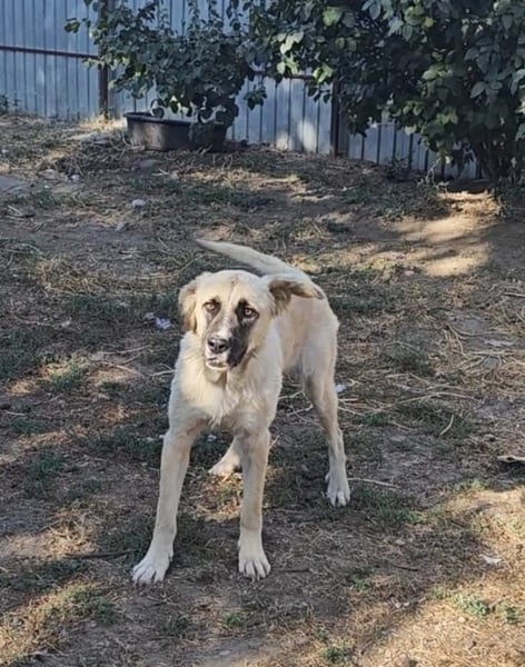 Nala, Hündin, *ca. 15.03.2021, groß, menschenbezogen, treu, klug, aktiv