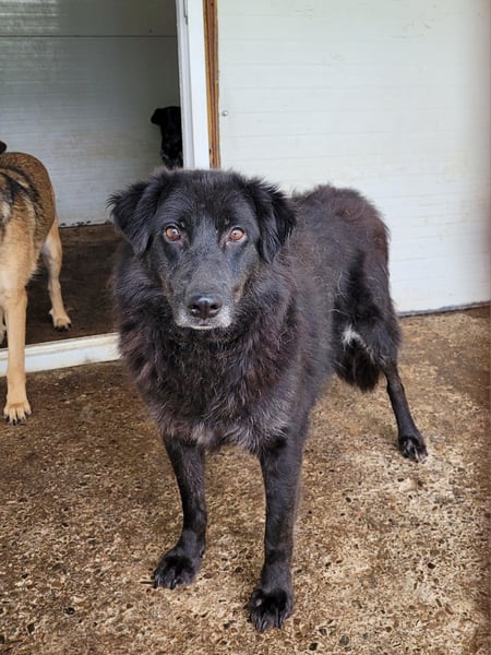 Minu, Hündin, *ca. 10.12.2020, ca. mittelgroß bis groß, zurückhaltend, sozial, feinfühlig