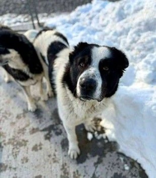 Karl Heinz von kettenlos