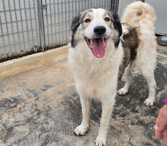 Davide: Traumhund ohne Wenn und Aber