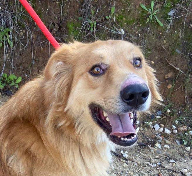 TOBY- möchte zeigen, dass er ein Hund mit einem unglaublich guten Herzen ist.