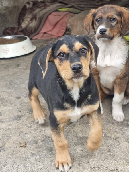 Potato – ein kleiner Charmeur sucht DICH