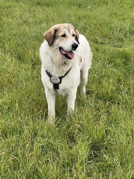 Gaia – eine treue Weggefährtin sucht ihr Für-immer-Zuhause