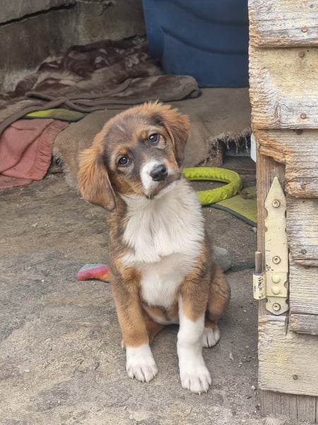 Chilli sucht ihren Menschen