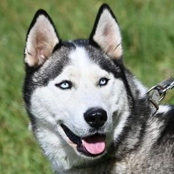 MADDOX sucht streichelnde Hände