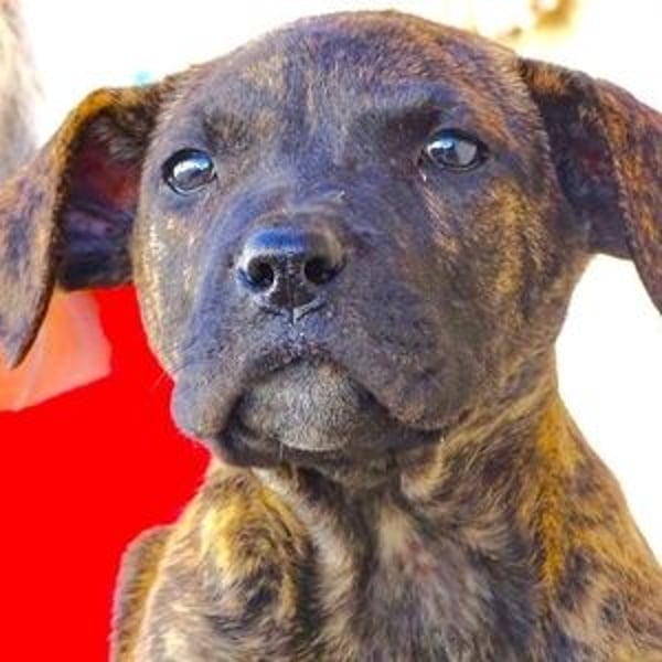 CHIARA, kleines Hundekind in Lebensgefahr