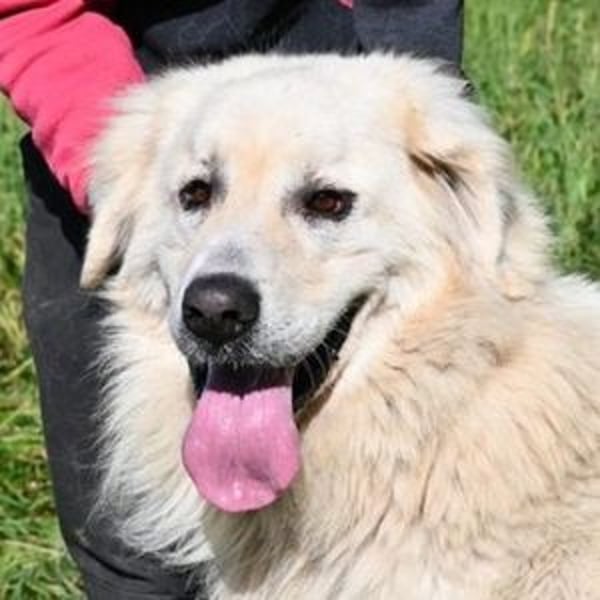 LEON 2 ein sanfter Riese