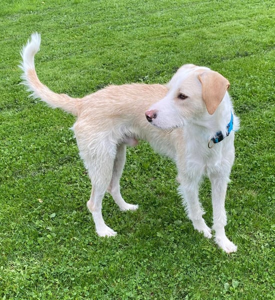 Pippo sucht sein Für-Immer-Körbchen