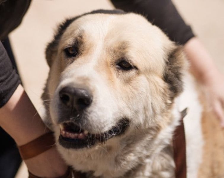 Jack ❤️ so menschenbezogen, verschmust und verträglich!