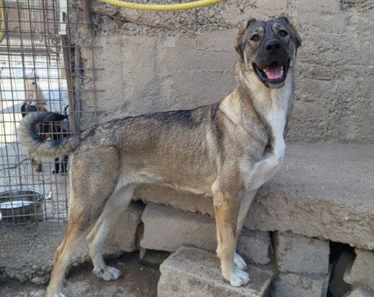 HSH-Mix LILY❤️sanfte, liebe Frohnatur sucht ein großes Zuhause