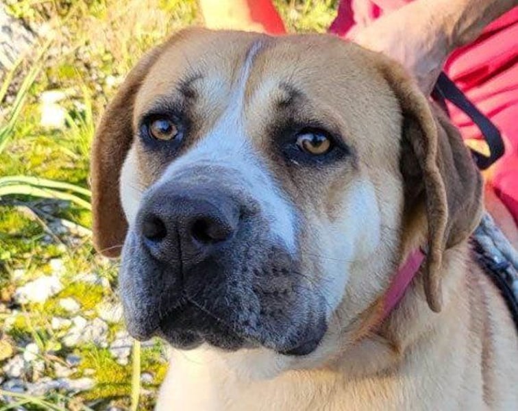 Notfellhündin Honey sucht dringend ihre PS/ES